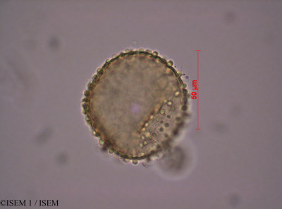 Bauhinia natalensis - lame n° 43287